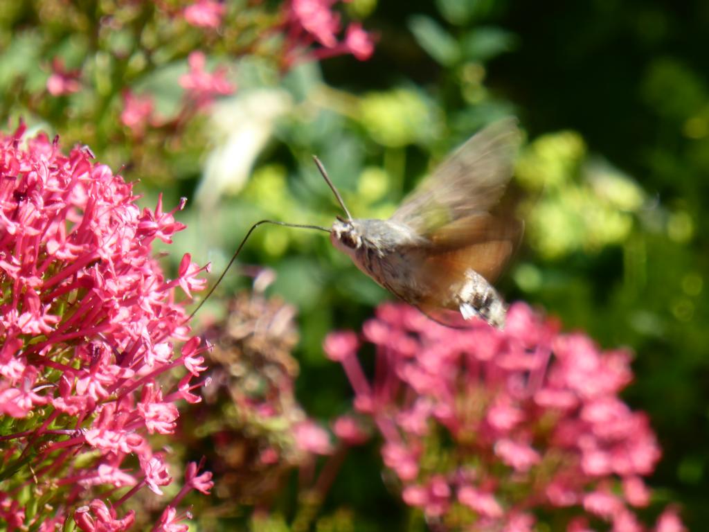 humming bird hawk moth