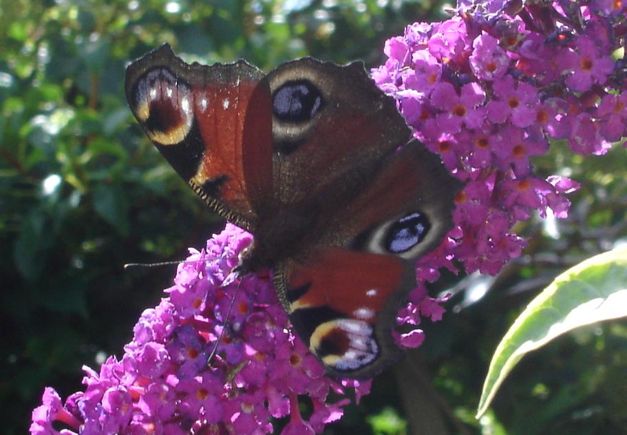 peacock butterfly on buddleia