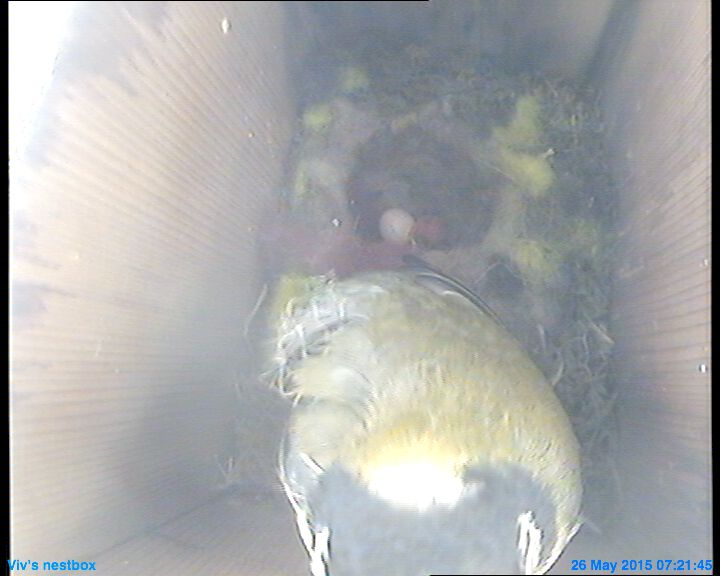nestbox hatched