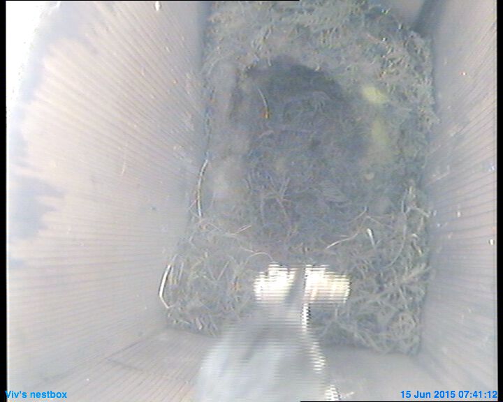 nestbox