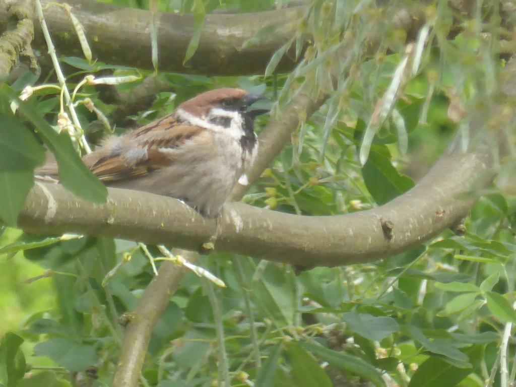 tree sparrow fledged 9th May