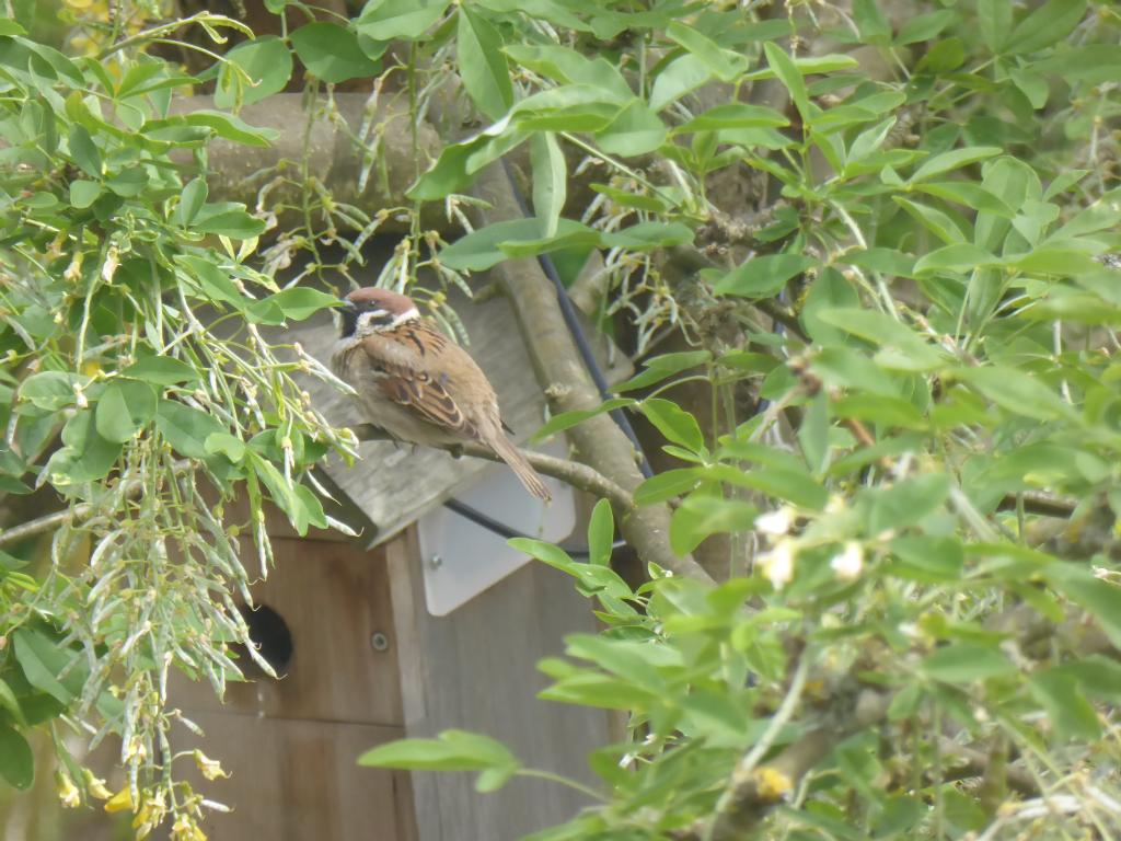 tree sparrow fledged 9th May