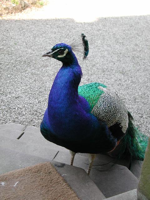 peacock on step...