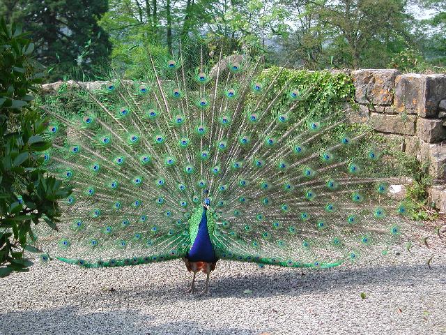 peacock fanned