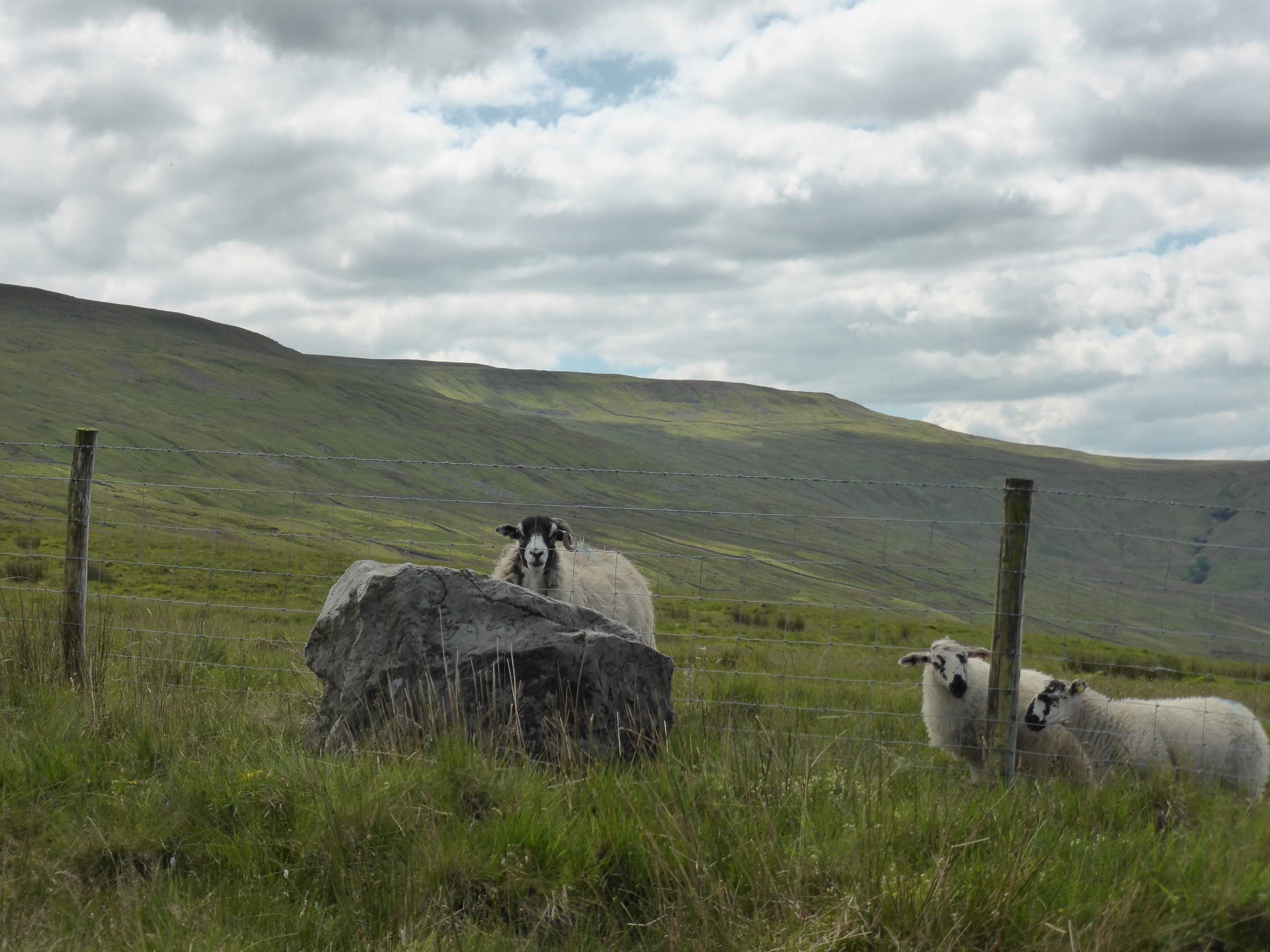 Sheep on Whernside